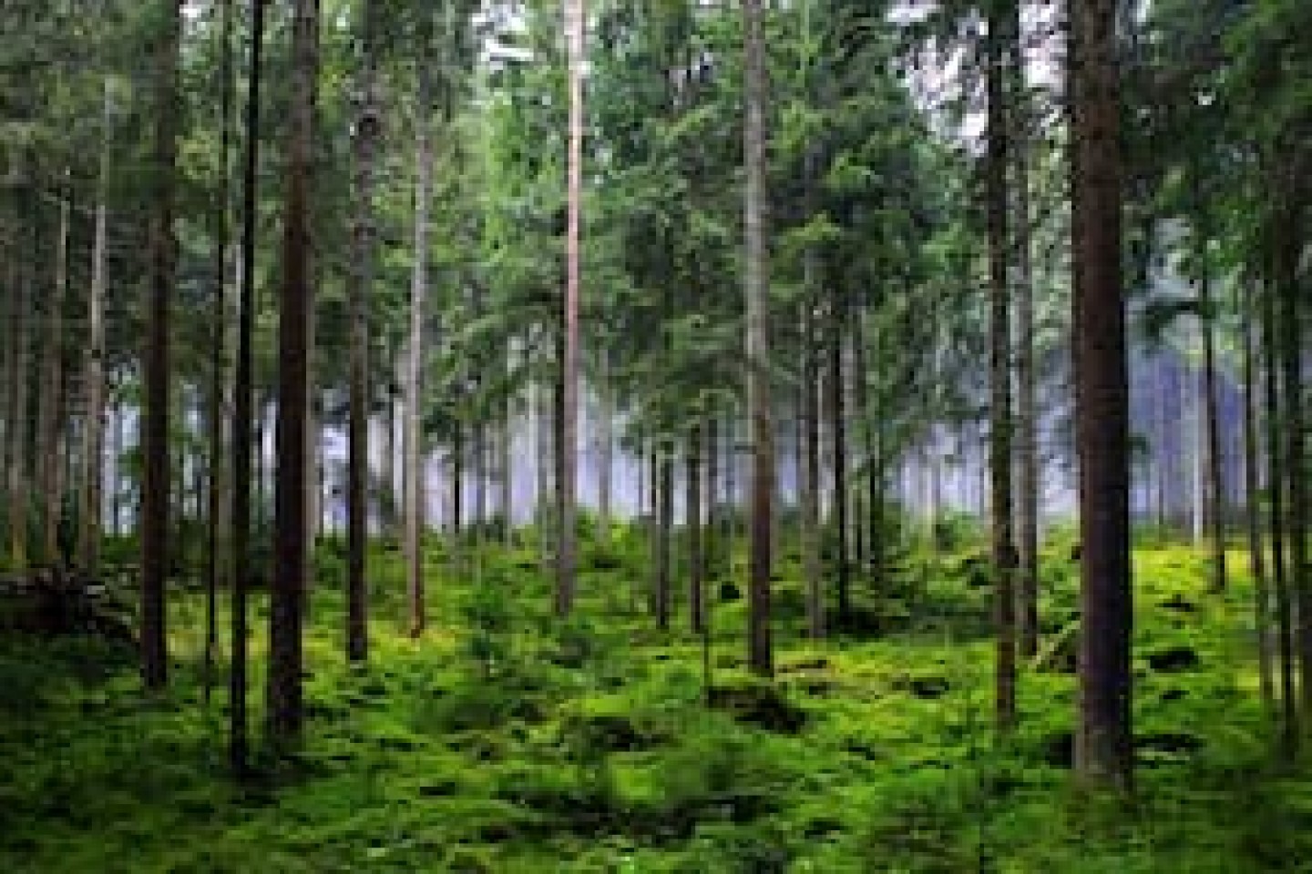 France Valley Forêts XIV vignette